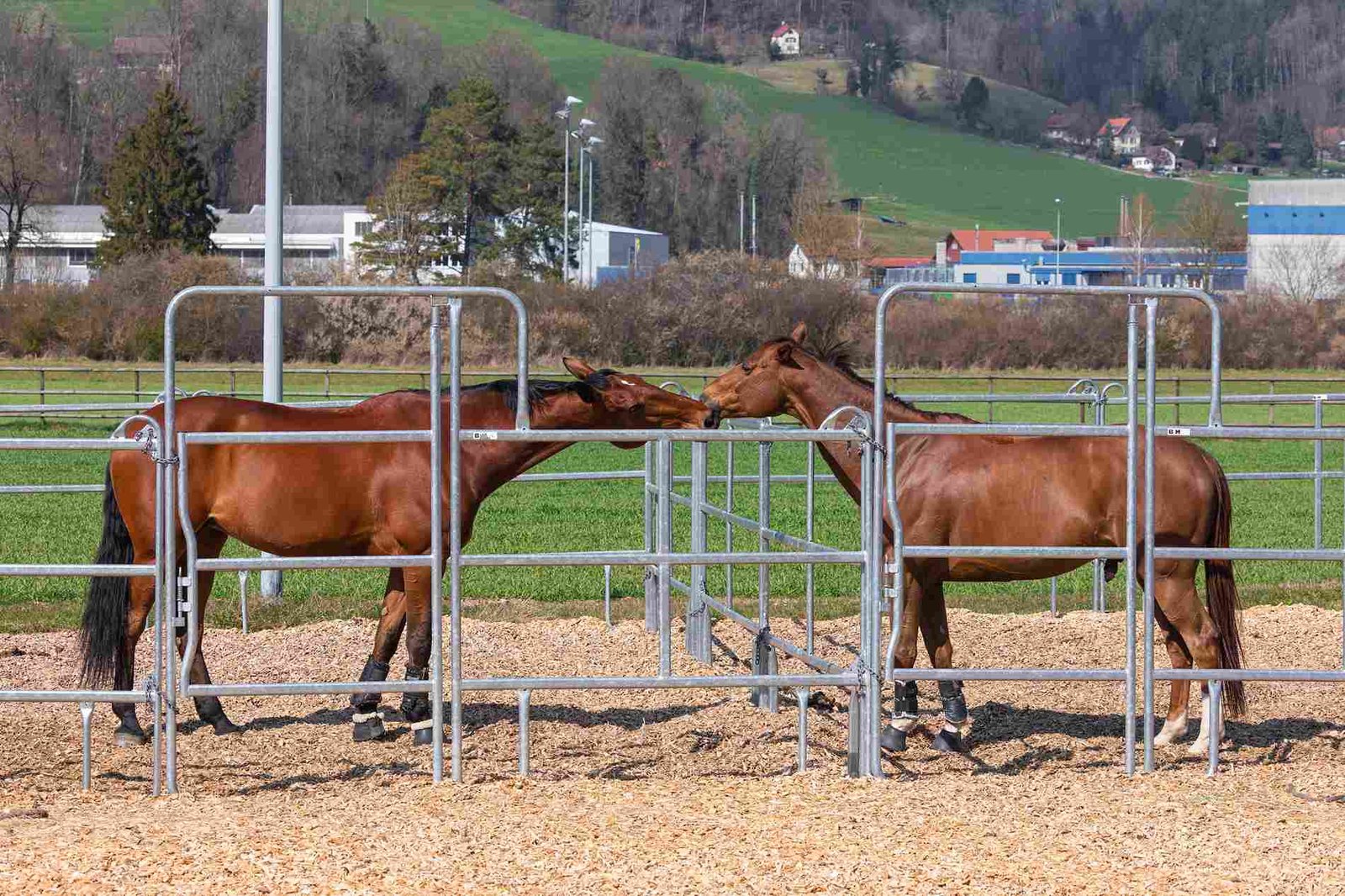 horsepanel